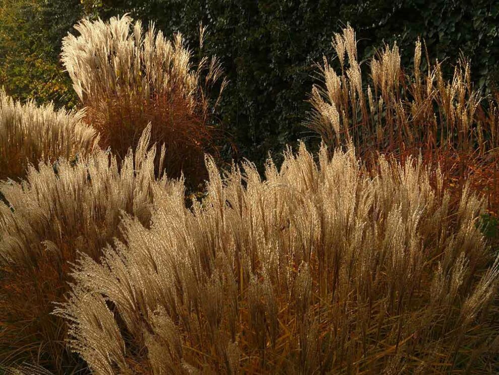 Litière le paillis de miscanthus pour changer de la paille classique