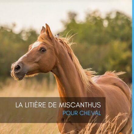 La Liti Re De Miscanthus Pour Cheval Equinoo Liti Res Pour Chevaux