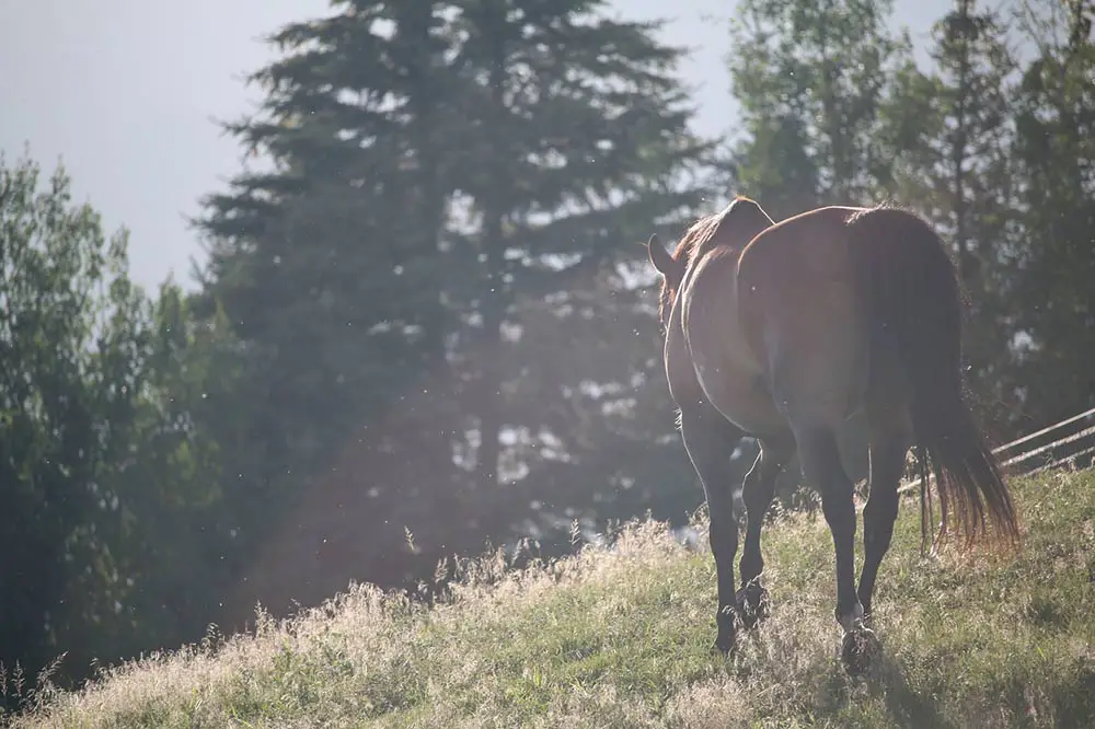 cheval randonnée