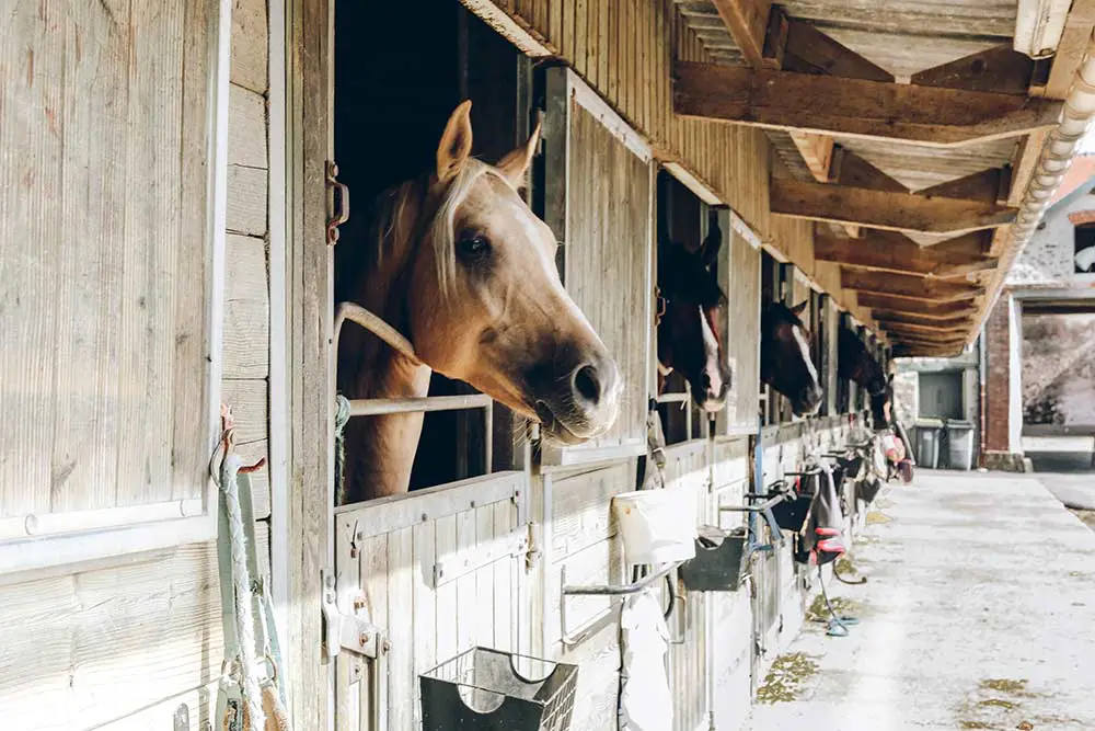 Futur propri taire Comment d terminer le caract re du cheval