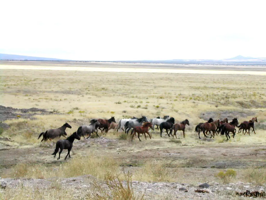 Le Mustang cheval sauvage de l Am rique EQUINOO Liti res pour