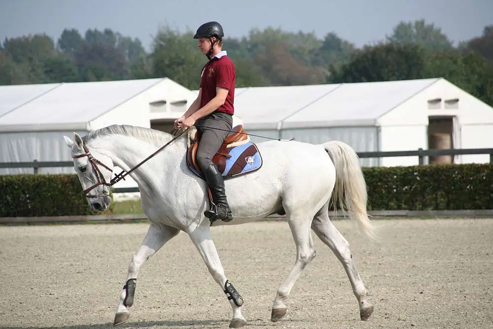 Homme sur cheval au pas