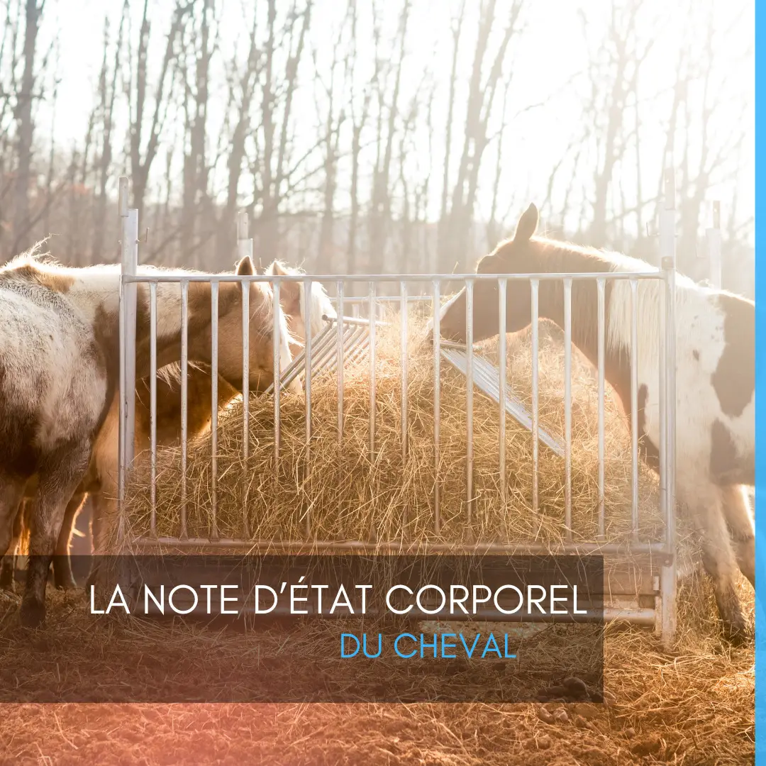 La note d’état corporel du cheval