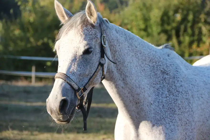 Choisir une litière adaptée à son cheval : équipement équestre