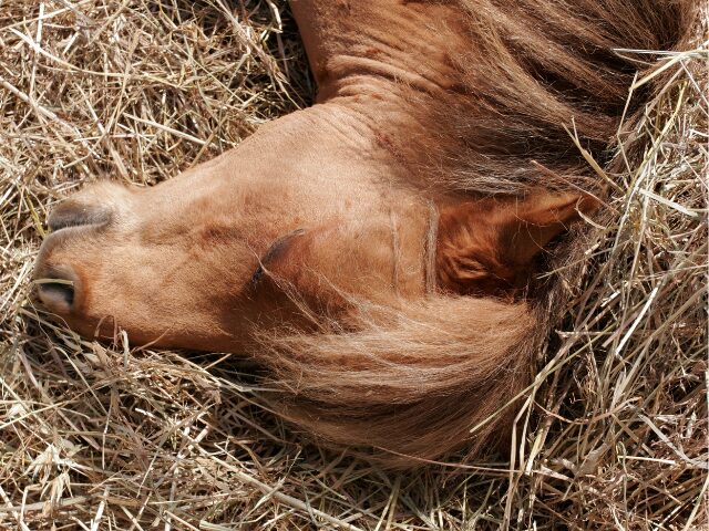 L’importance d’une litière sans poussière pour cheval