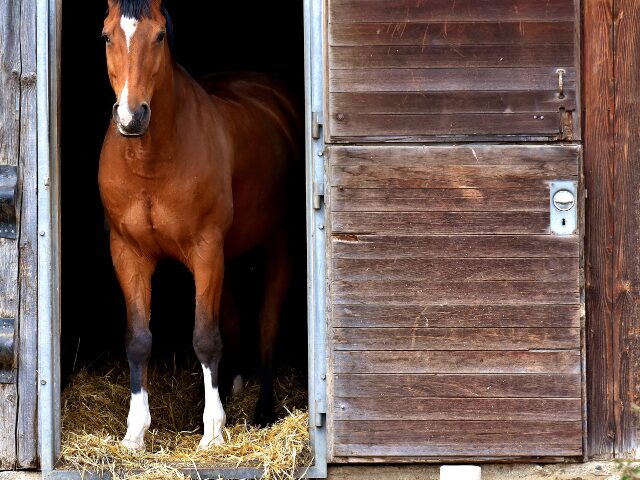 Entretien litière sans poussière pour cheval