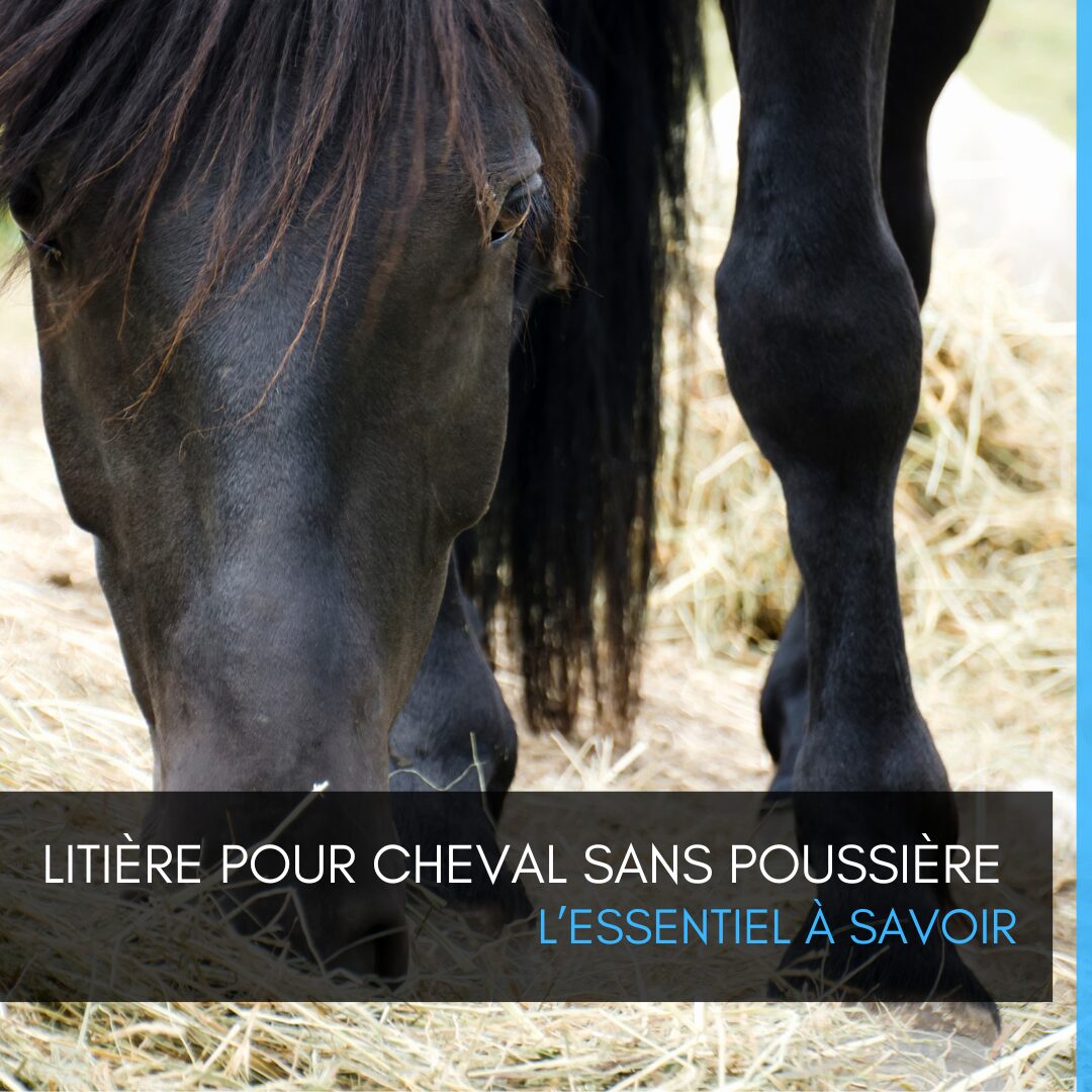 Litière sans poussière pour cheval : l'essentiel à savoir