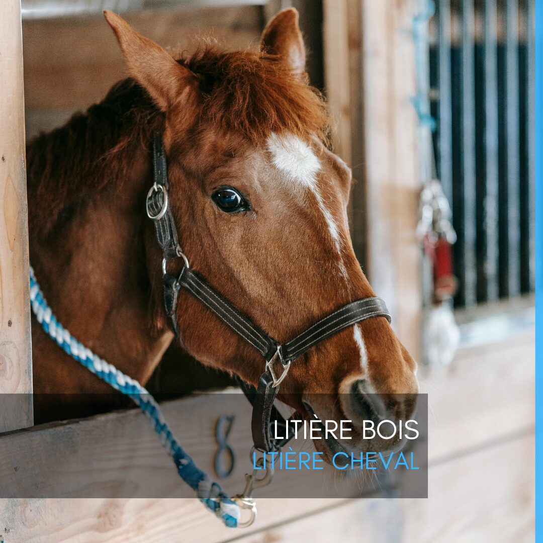 Litière bois : litière cheval