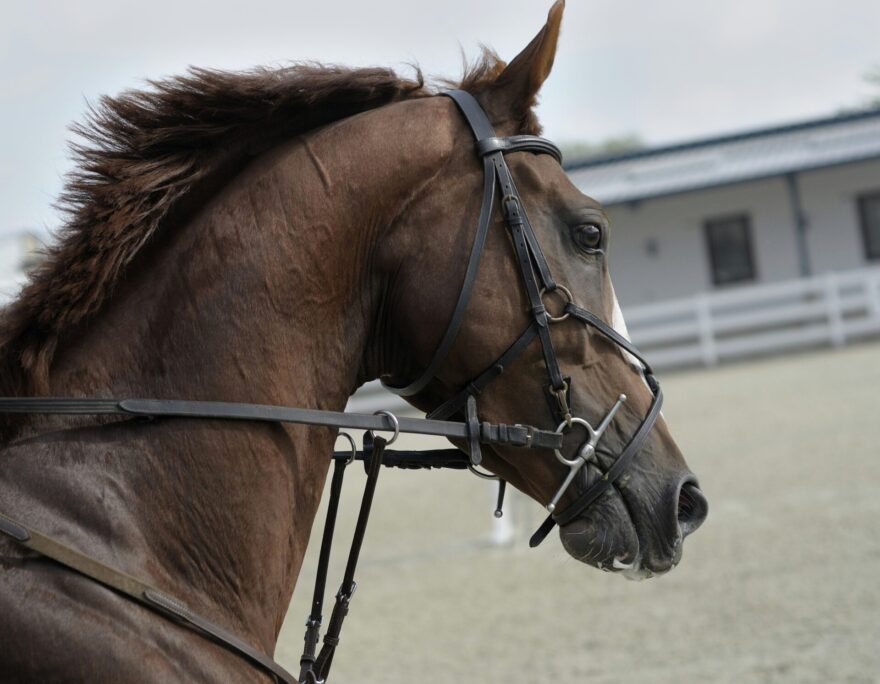 Litière bois : litière cheval