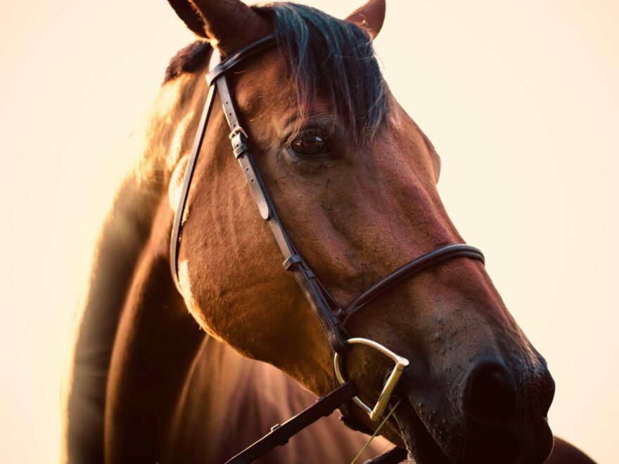 Terre de diatomée pour cheval