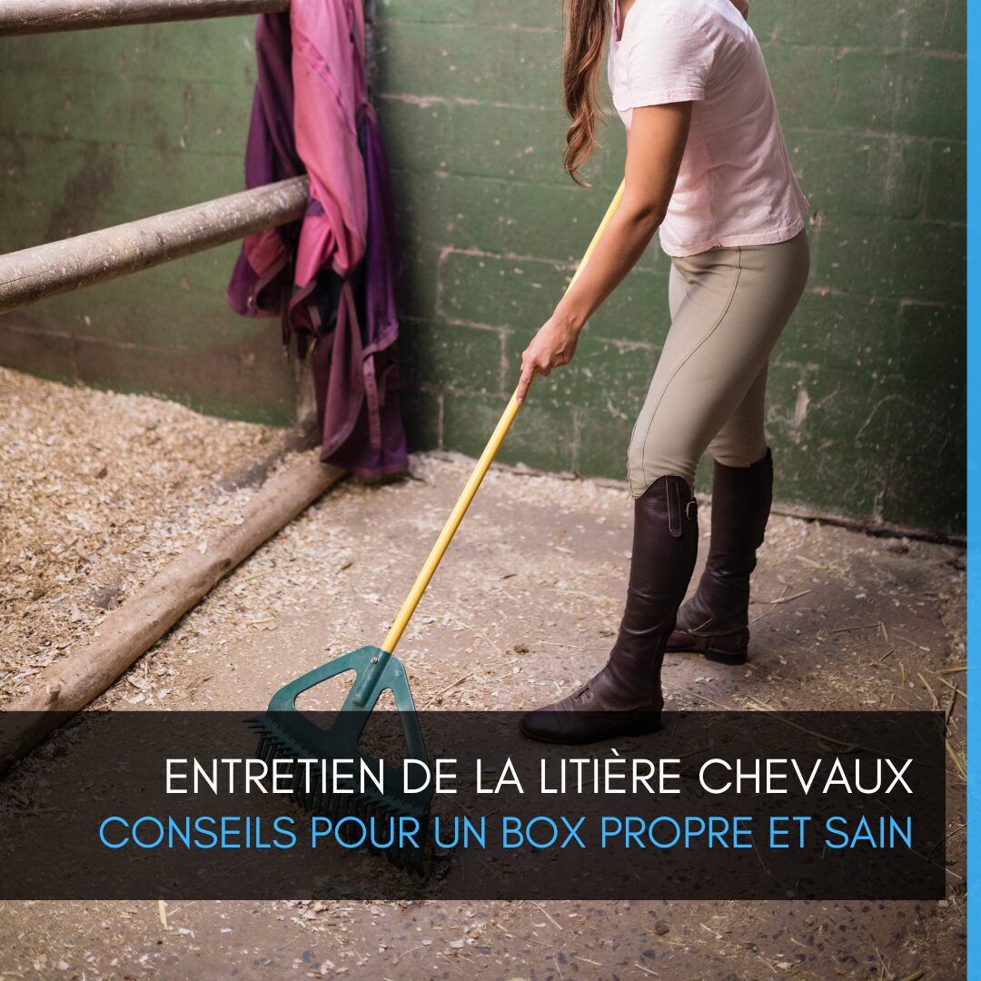 Entretien de la litière chevaux : Guide complet pour un box propre et sain