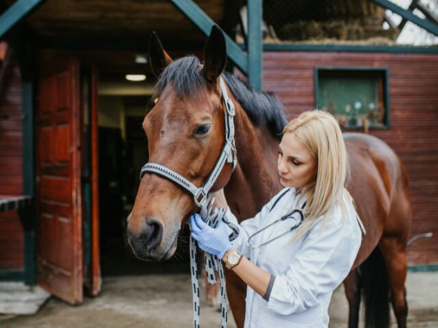 Pourquoi choisir des dalles de box pour chevaux ?