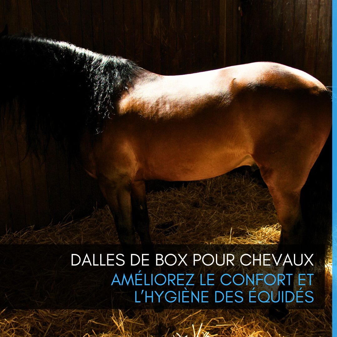 Dalles de box pour chevaux : améliorez le confort et l’hygiène des équidés