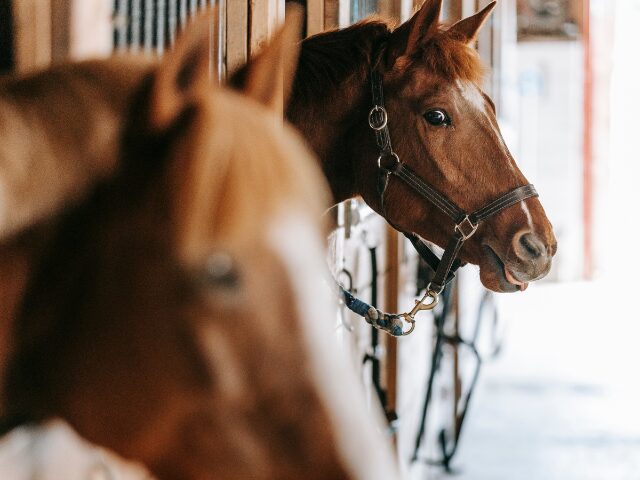 Focus sur le bien-être respiratoire des chevaux