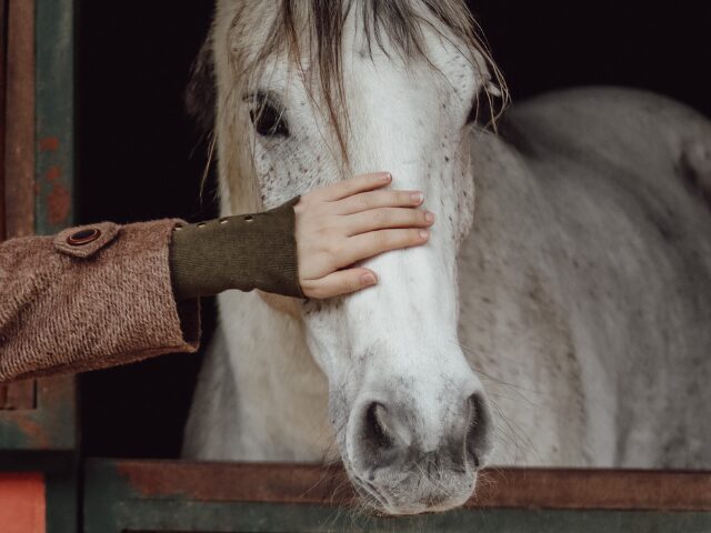 Garantir le bien-être de vos chevaux avec une litière adaptée